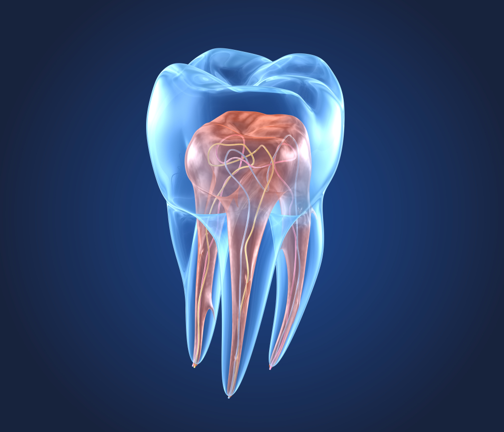  каналы зуба