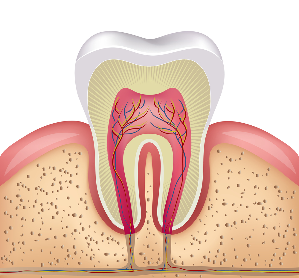 каналы зуба — разрез